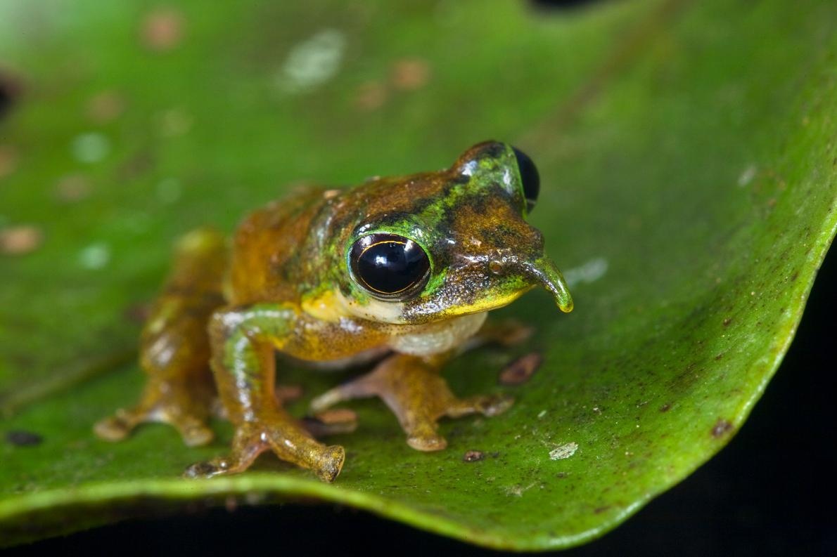 鼻が勃起する、不思議な特徴を持つピノキオガエル