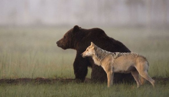 友情で結ばれた『熊と狼』の最強タッグがたくましすぎる!!