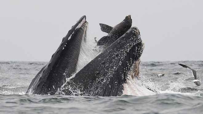 クジラがアシカを丸呑みにする衝撃的な瞬間が撮影される