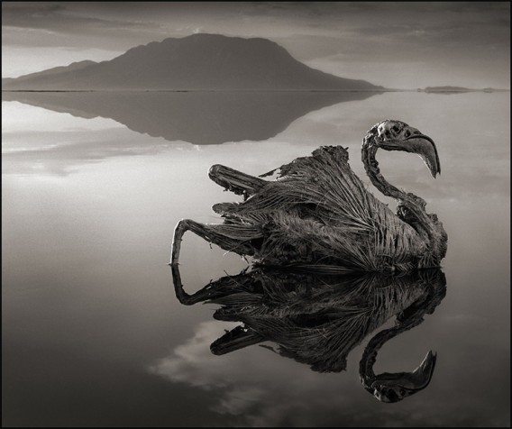 動物たちを石化する、死の湖「ナトロン湖」の恐怖