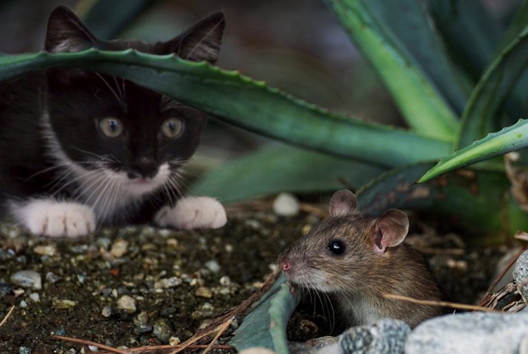 ネズミは隠れんぼ好き、超音波で笑うことも