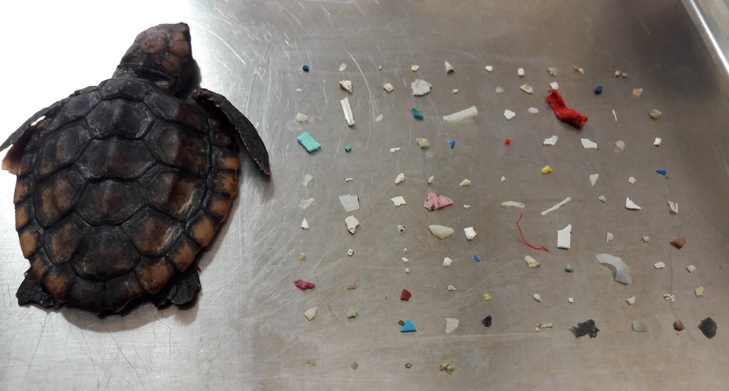 死んだウミガメの赤ちゃんの体内から104個のプラスチック片が見つかる