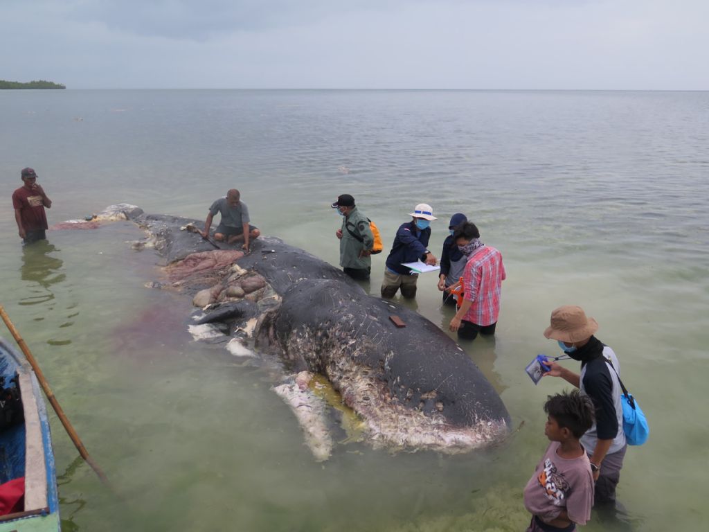 死んだマッコウクジラの胃からプラカップ100個、ペットボトル4本、ポリ袋25枚、ビーチサンダル2足が発見される