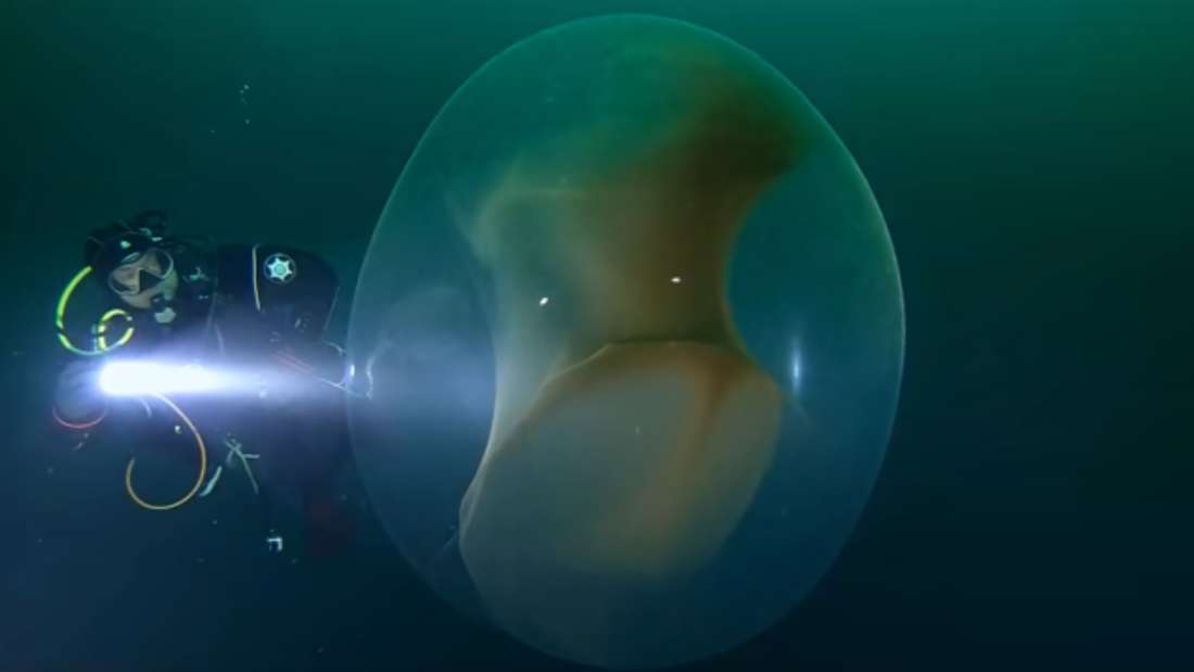 ダイバーが海中で巨大で半透明な物体に遭遇、これは一体何？