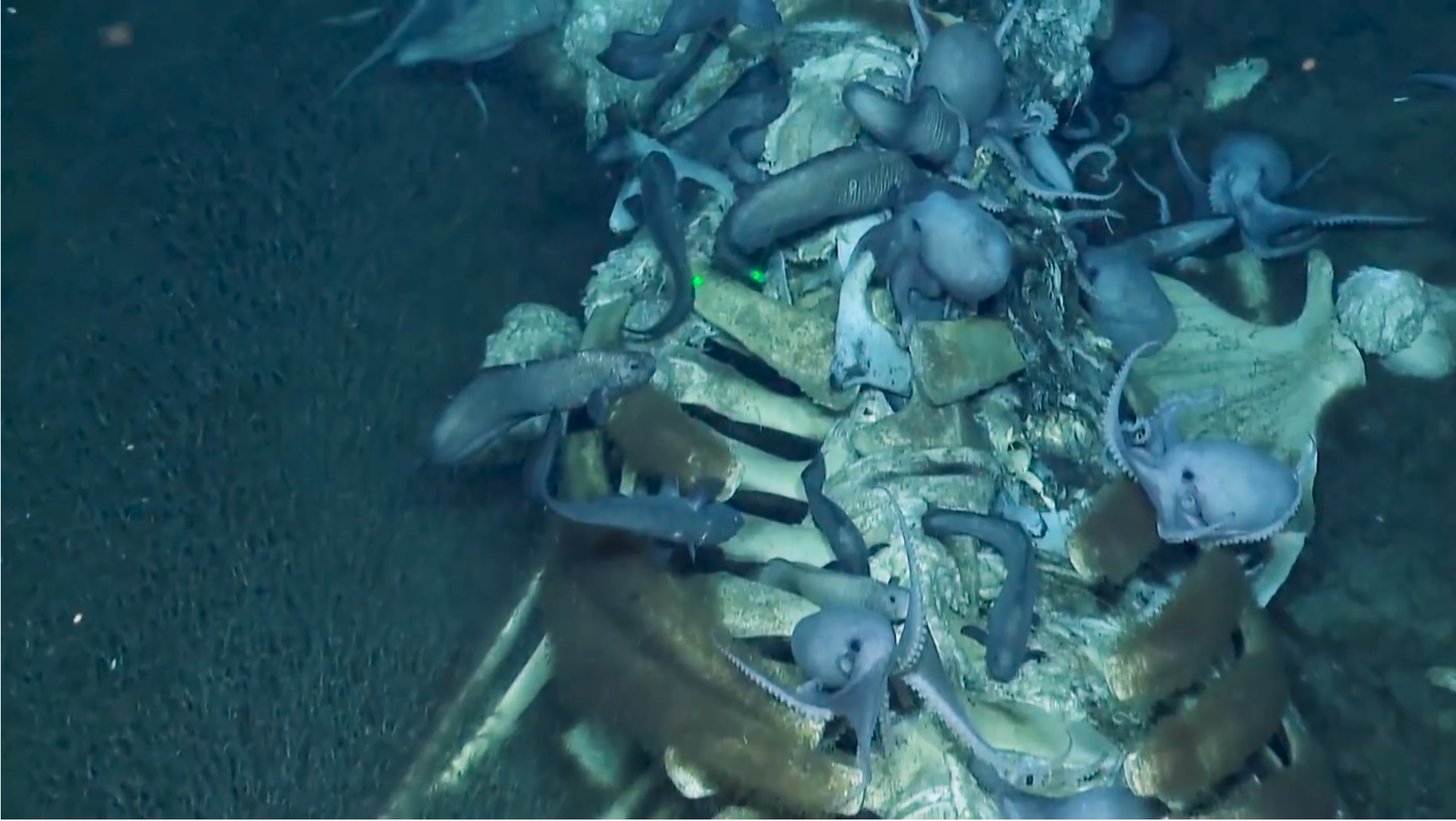 水深1000mでのお食事事情、クジラの死骸を貪るさまざまな生き物たち
