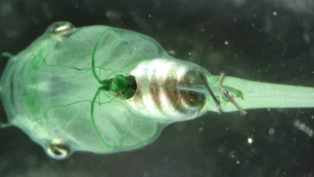 人間も光合成ができるかも、血管に藻類を注入することで細胞に酸素を供給できることが判明