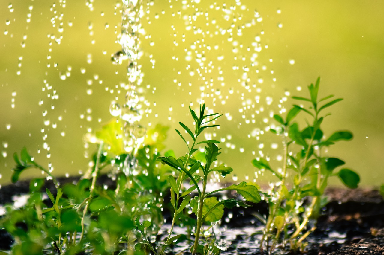 植物は雨が降ると「パニック状態」になっていることが判明