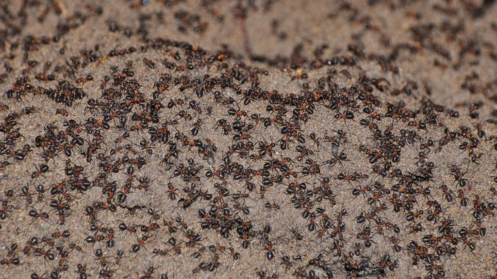 核シェルターに閉じ込められた数千匹のアリが共食いによって生き延びることに成功