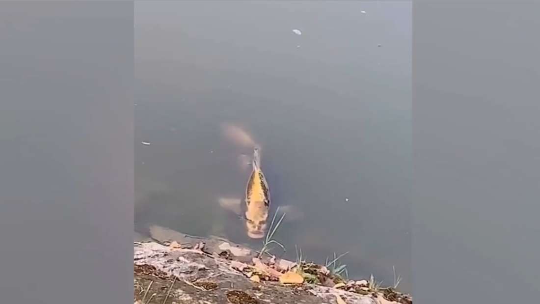 中国で「人間のような顔」を持つ不気味な魚が撮影される