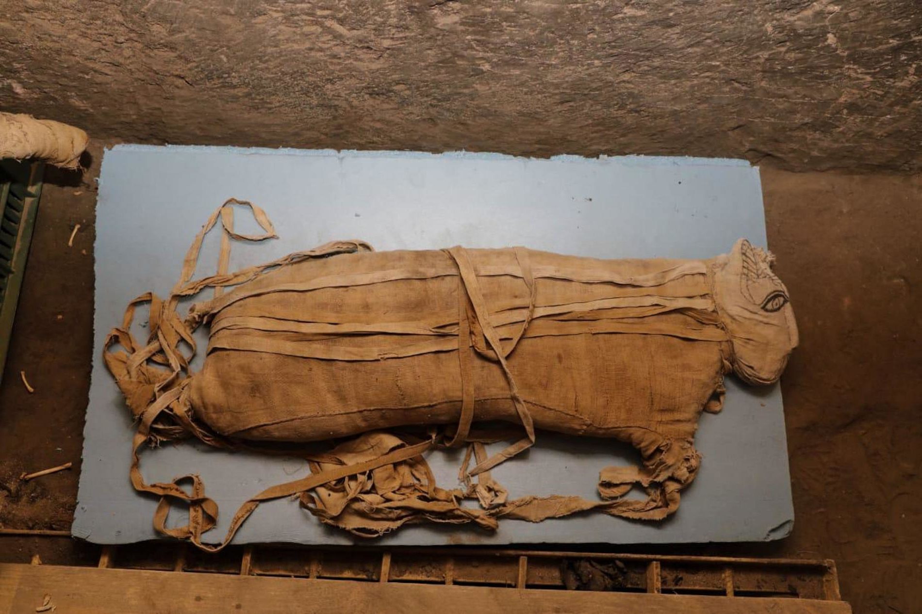 エジプトの古代遺跡でライオンのミイラが発掘される