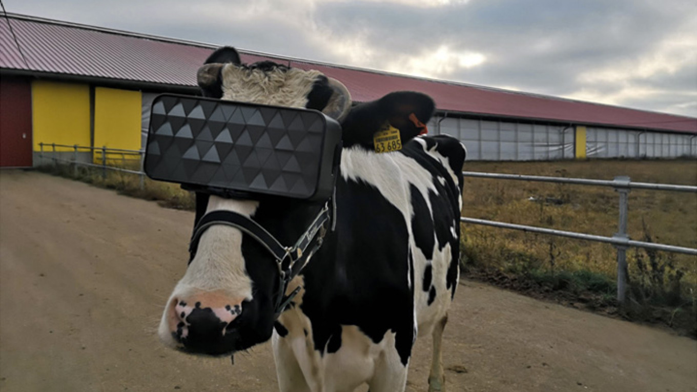 牛に『VR空間』を体験させる実験が始まる