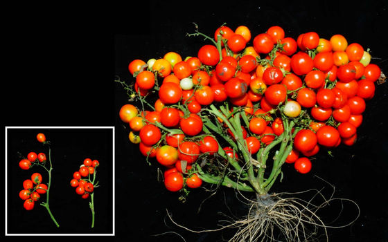 ゲノム編集によってブドウ並みに実をつけるトマトが開発される