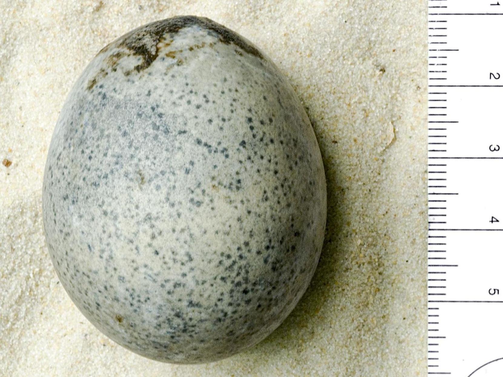 古代ローマ遺跡から発掘された1700年前の卵、とてつもない異臭を撒き散らす