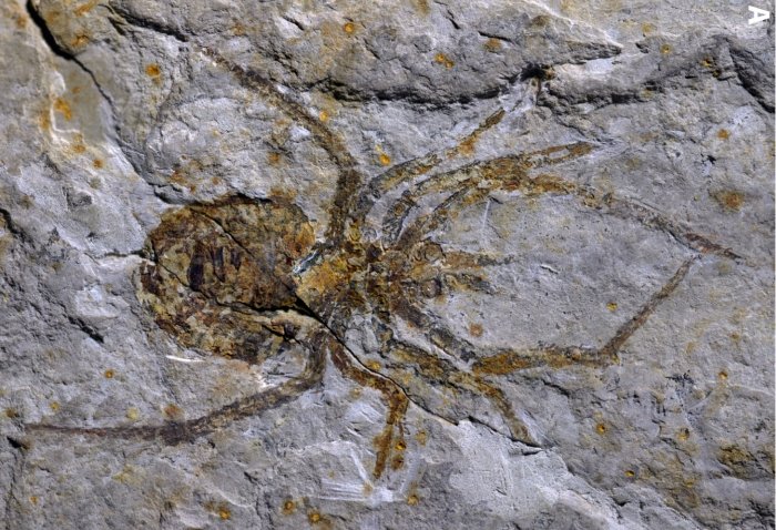発見した新種のクモの化石は、ただのザリガニの化石に足を書き足しただけと判明（中国）