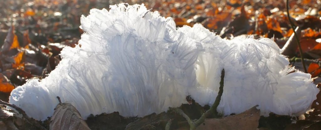 「ヘアアイス」と呼ばれる髪の毛のような氷が存在する