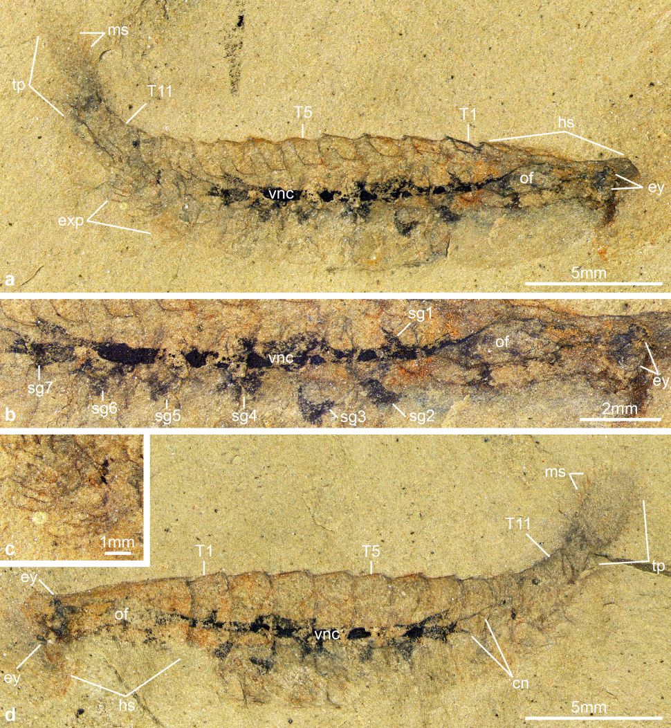 長年の謎が解明か、古代昆虫の化石の中に脳の痕跡が発見される