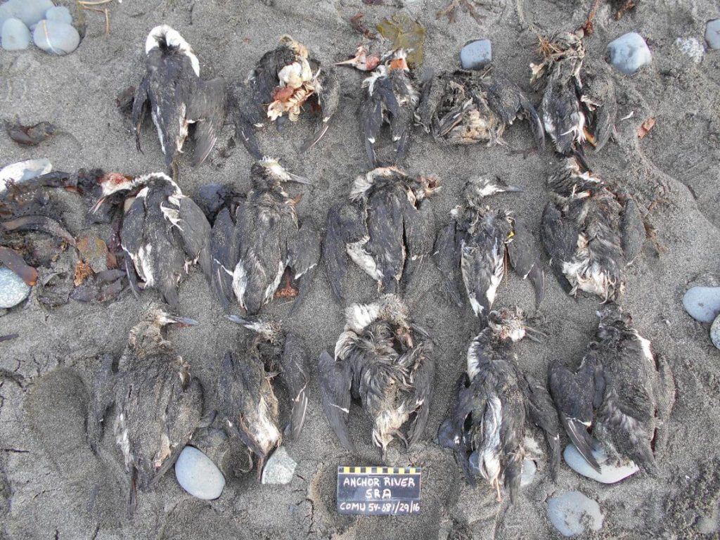 大規模な海洋熱波によって100万羽もの海烏が餓死したことが確認される