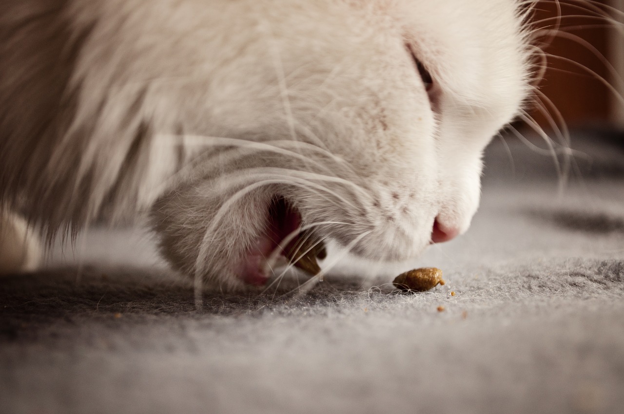 空腹な猫は時に人間を食べることがあります。実際に猫に死体を与えた実験