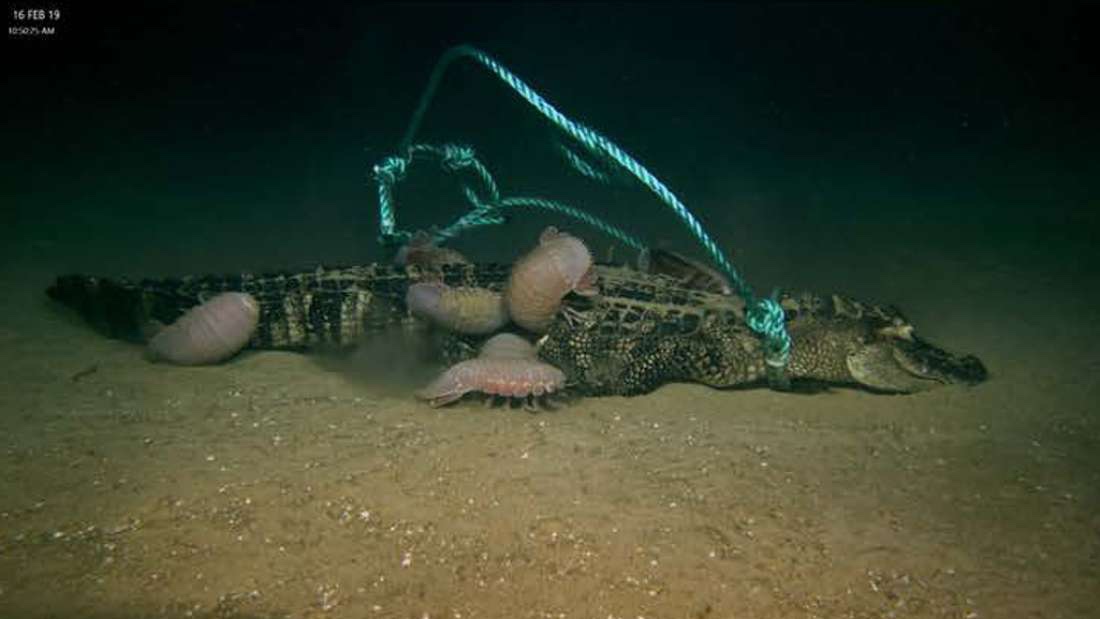 深海に「ワニを沈める実験」の結果が公開されました