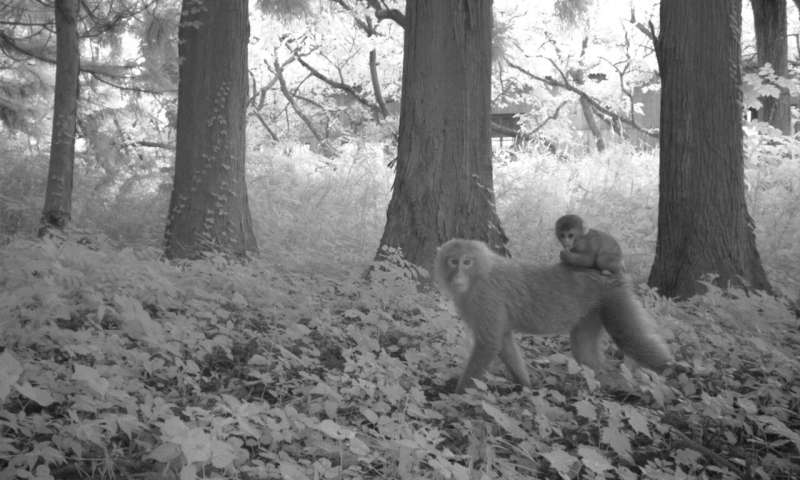 福島の立入禁止区域内で野生生物が大繁殖していることが明らかになる