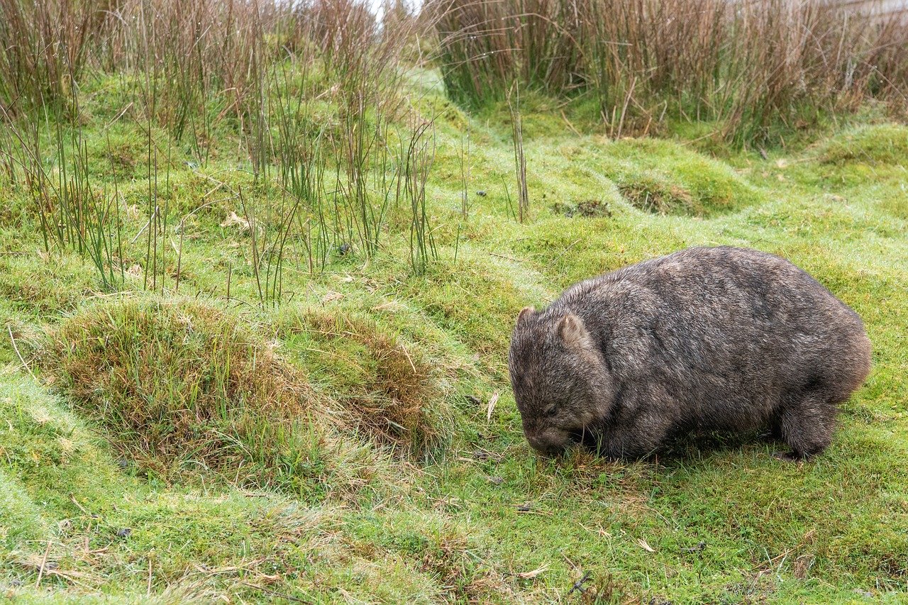 オーストラリアの大火災時にウォンバットが自身の巣穴を小動物と共有していたことが判明