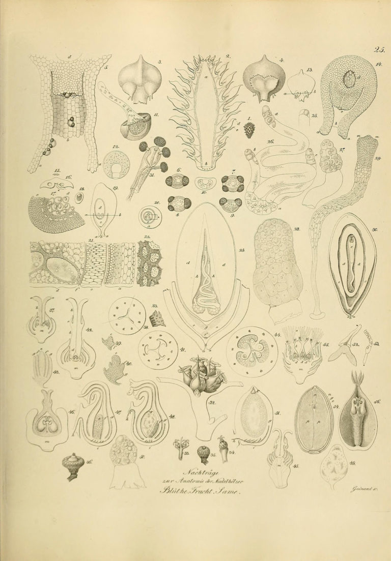 生物や植物に関する世界の書籍の挿絵や図解など15万点以上が無料ダウンロード可能に