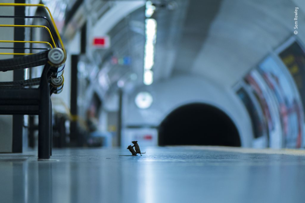 「地下鉄ネズミの取っ組み合い」が野生動物写真家コンテストで受賞