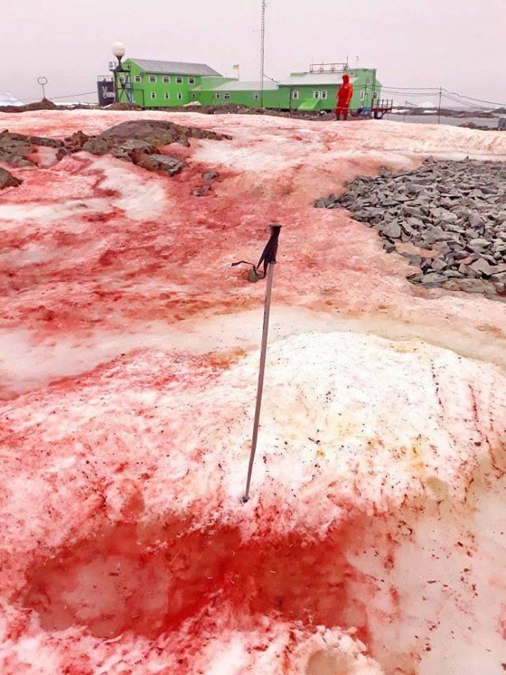 南極の島に気味の悪い『血の雪』が広がる