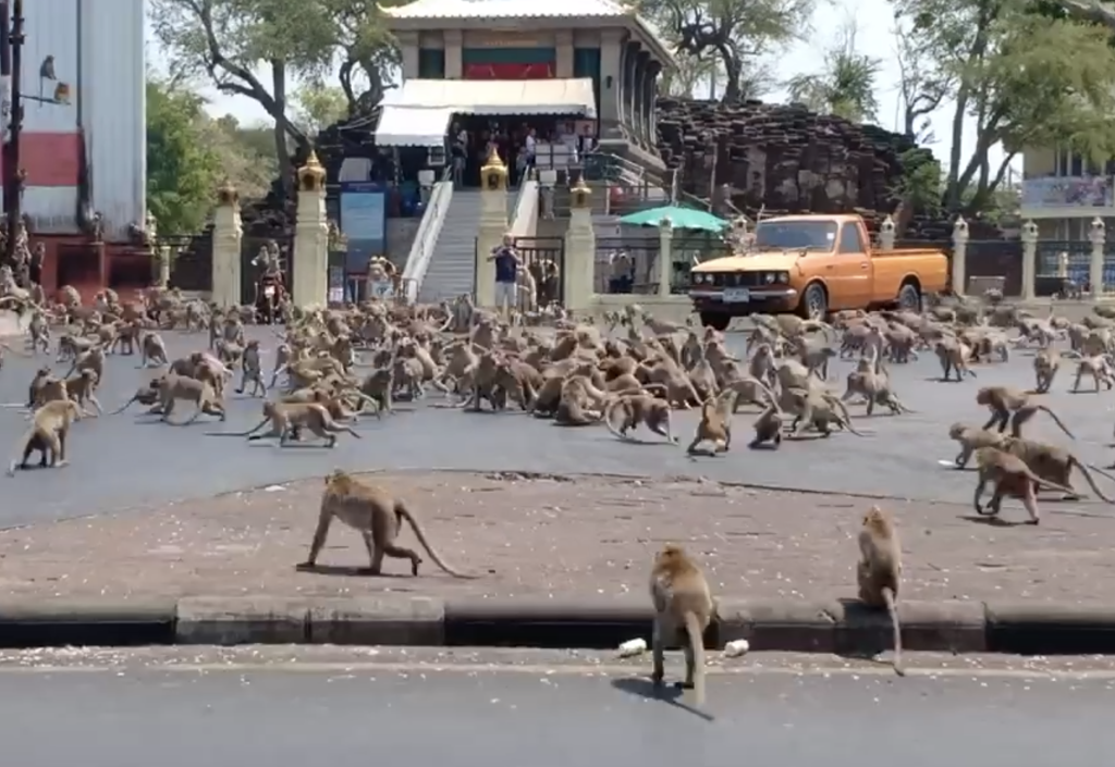 コロナウイルスによって観光客減少で飢えた猿による縄張り争いが激しすぎる