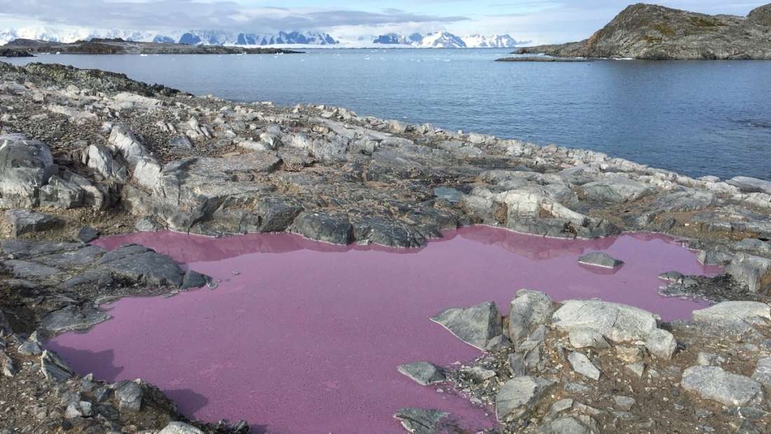 南極大陸にある小さな湖がライラック色に、原因はいったい…