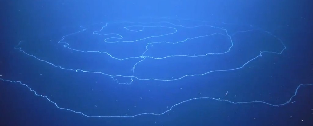 全長120メートルの『超巨大な糸状の生物』が発見される、地球一長い可能性