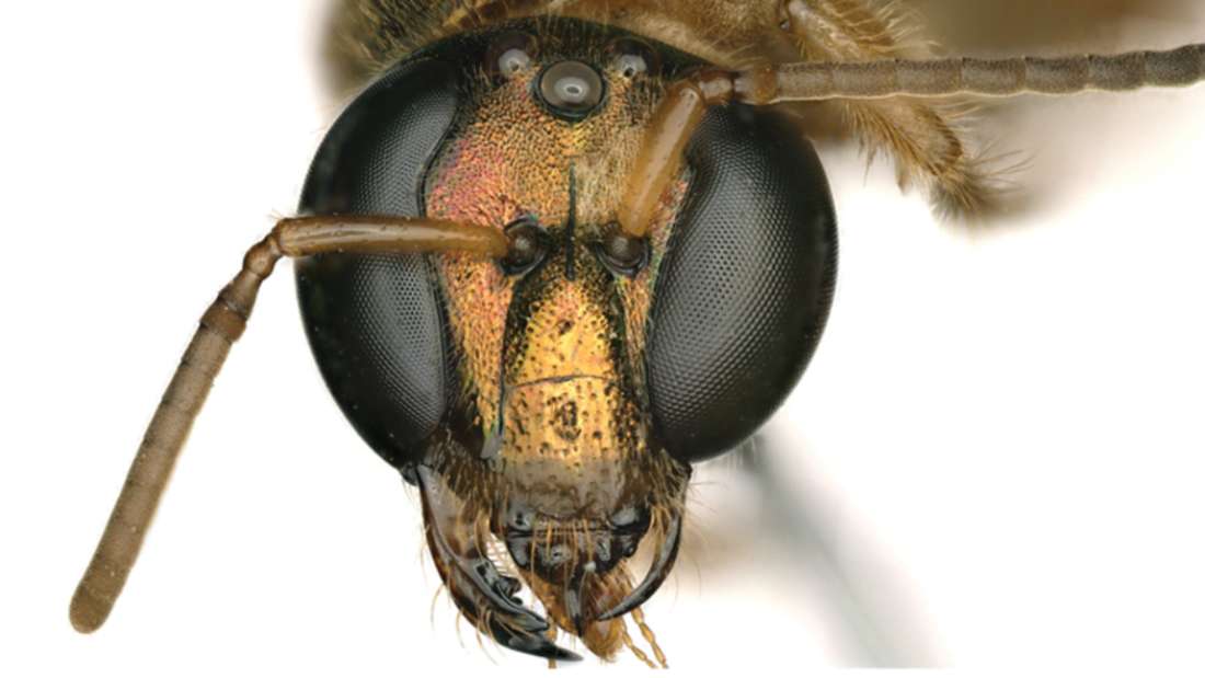 『半分オスで半分メス』の蜂がパナマの新熱帯林で発見される