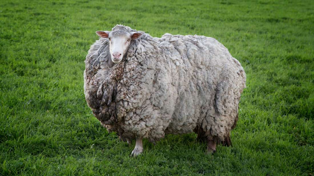 7年前に脱走した羊が毛がモッサモサになって帰還、ソーシャルディスタンスのシンボルに