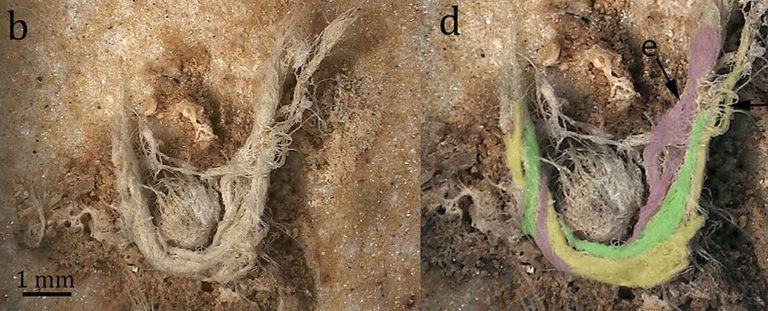 人工的に作られた最古の糸を発見、ヒトではない、ヒトの祖先が作った