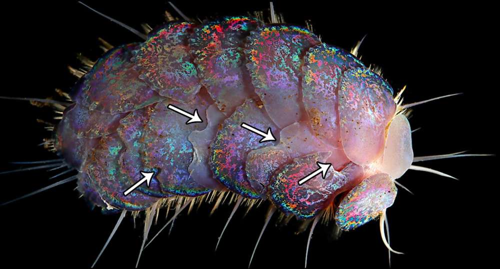 4種類の光沢のある深海の新種生物、「エルビスワーム」を発見