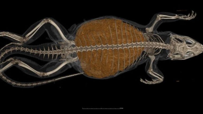 身体の約80%が糞便でいっぱいになっているトカゲが発見される