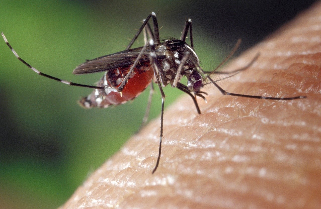 蚊にマラリアを蔓延させないようにする微生物が発見される