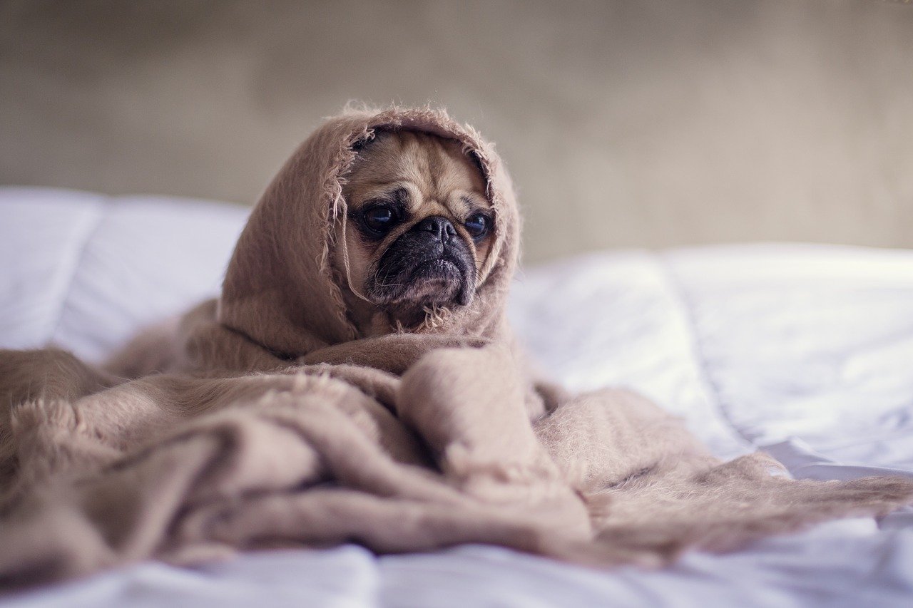 犬にも人と似た「やっかいな」思春期がある