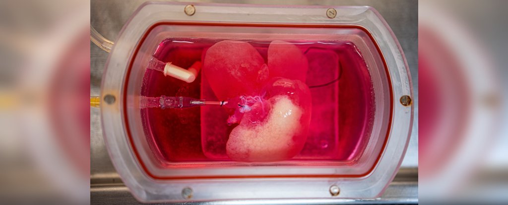 研究室で培養したヒトの小型肝臓、ネズミへの移植に成功