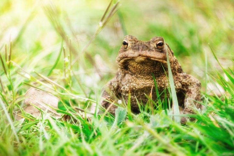 幻覚作用のあるヒキガエルの分泌液を吸引する儀式の最中に男性が死亡