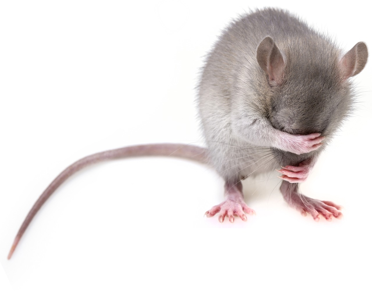 新発見の神経スイッチによってマウスが冬眠状態に