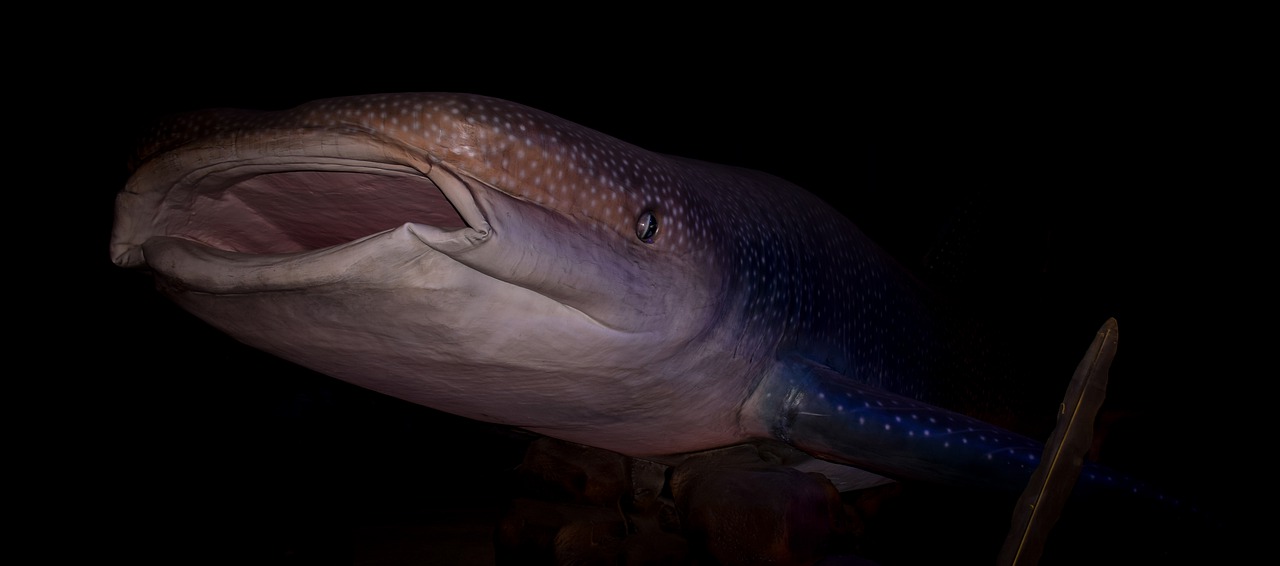 ジンベイザメの目には保護目的の小さな「歯」が存在している