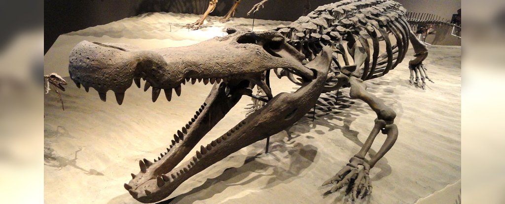 『恐怖のクロコダイル』バナナサイズの巨大な歯で恐竜を食べていた