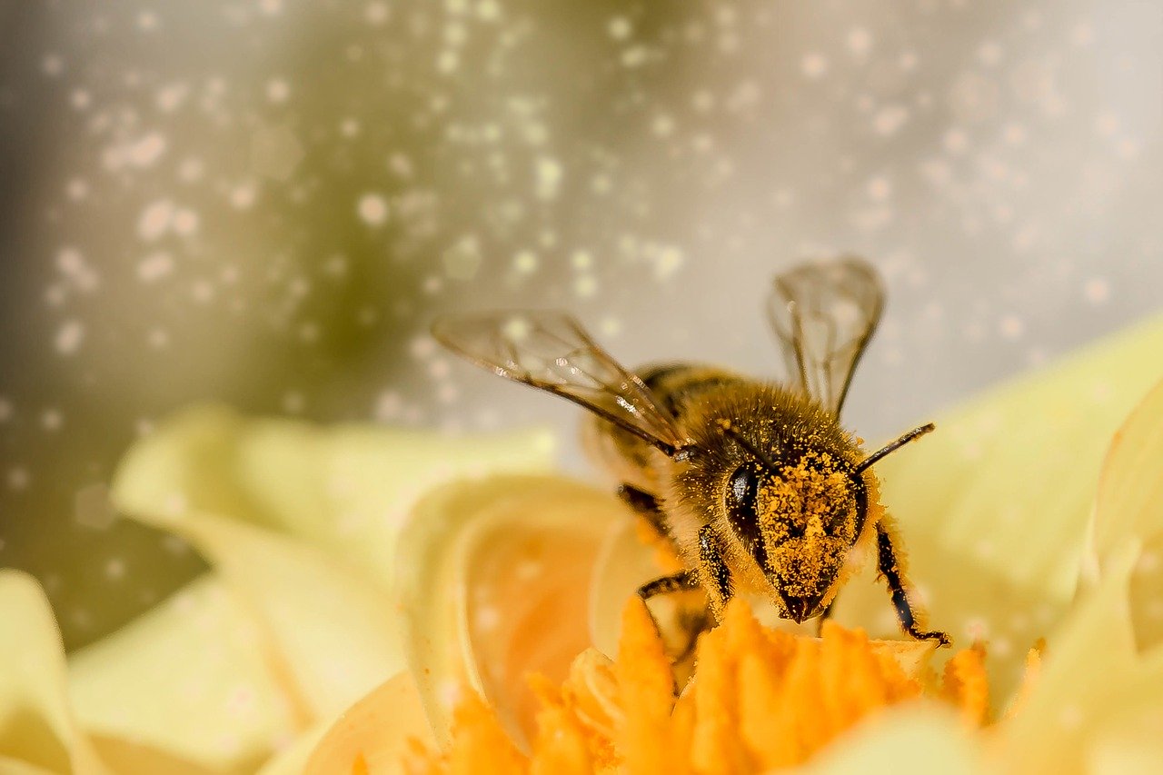 ミツバチの毒に含まれる分子が乳がん細胞を破壊することが実験により実証される