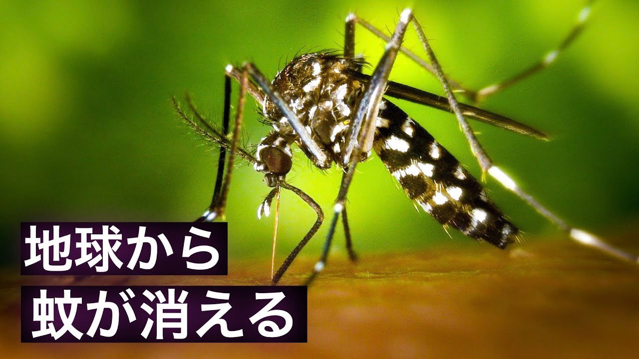 地球上の蚊を全て絶滅させると何が起こるのか？